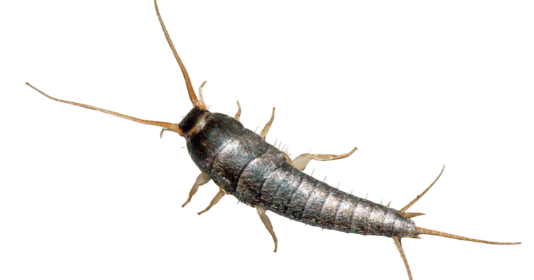 poisson-dargent-voici-tout-ce-que-vous-devez-savoir-pour-les-eliminer-efficacement-Photoroom.png-Photoroom-768x403