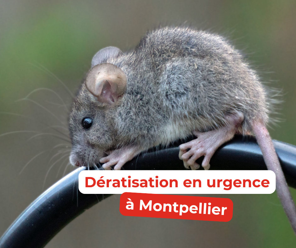 Dératisation Montpellier Jf Traitements