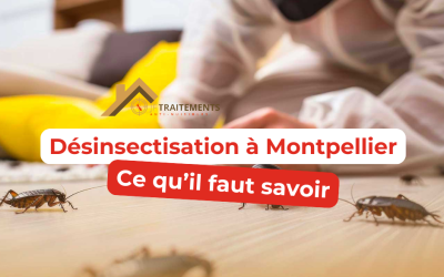 Dératisation Montpellier Jf traitements : Que faut-il savoir ?