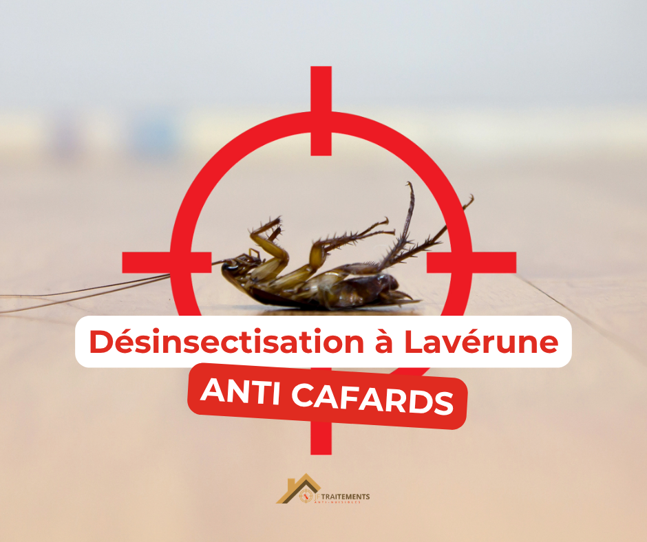 Désinsectisation cafards urgence Lavérune Jf Traitements Désinsectisation cafards urgence Lavérune Jf Traitements