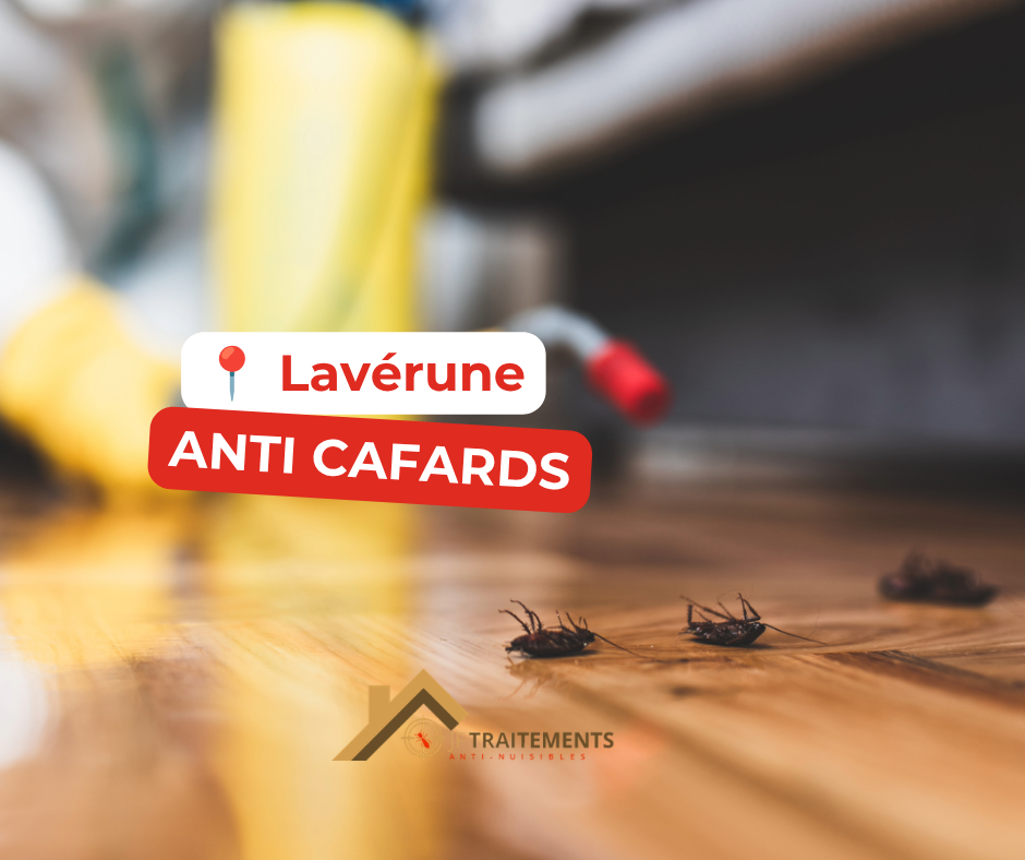 Désinsectisation cafards urgence Lavérune Jf Traitements Désinsectisation cafards urgence Lavérune Jf Traitements