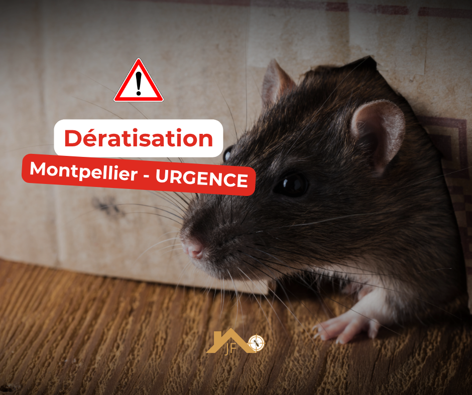 Déinsectisation Montpellier Jf Traitements