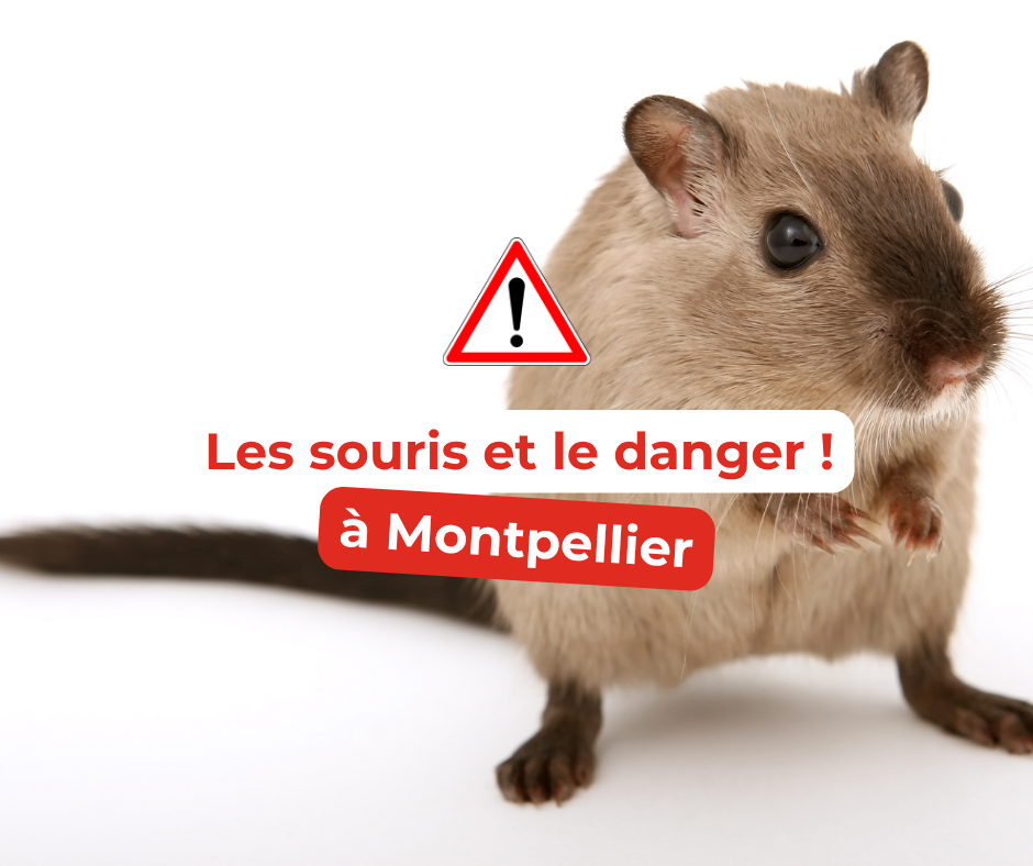 Dératisation Montpellier